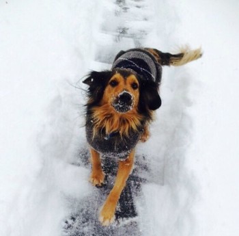 Hund im Schnee