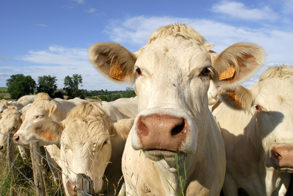 Charolais Beef