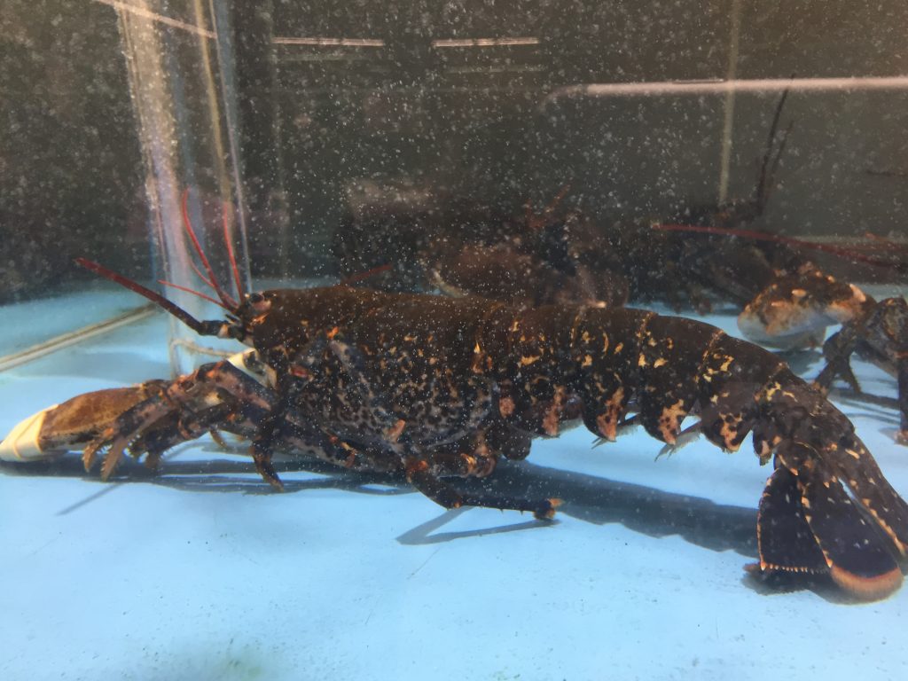 American lobster in a French supermarket 